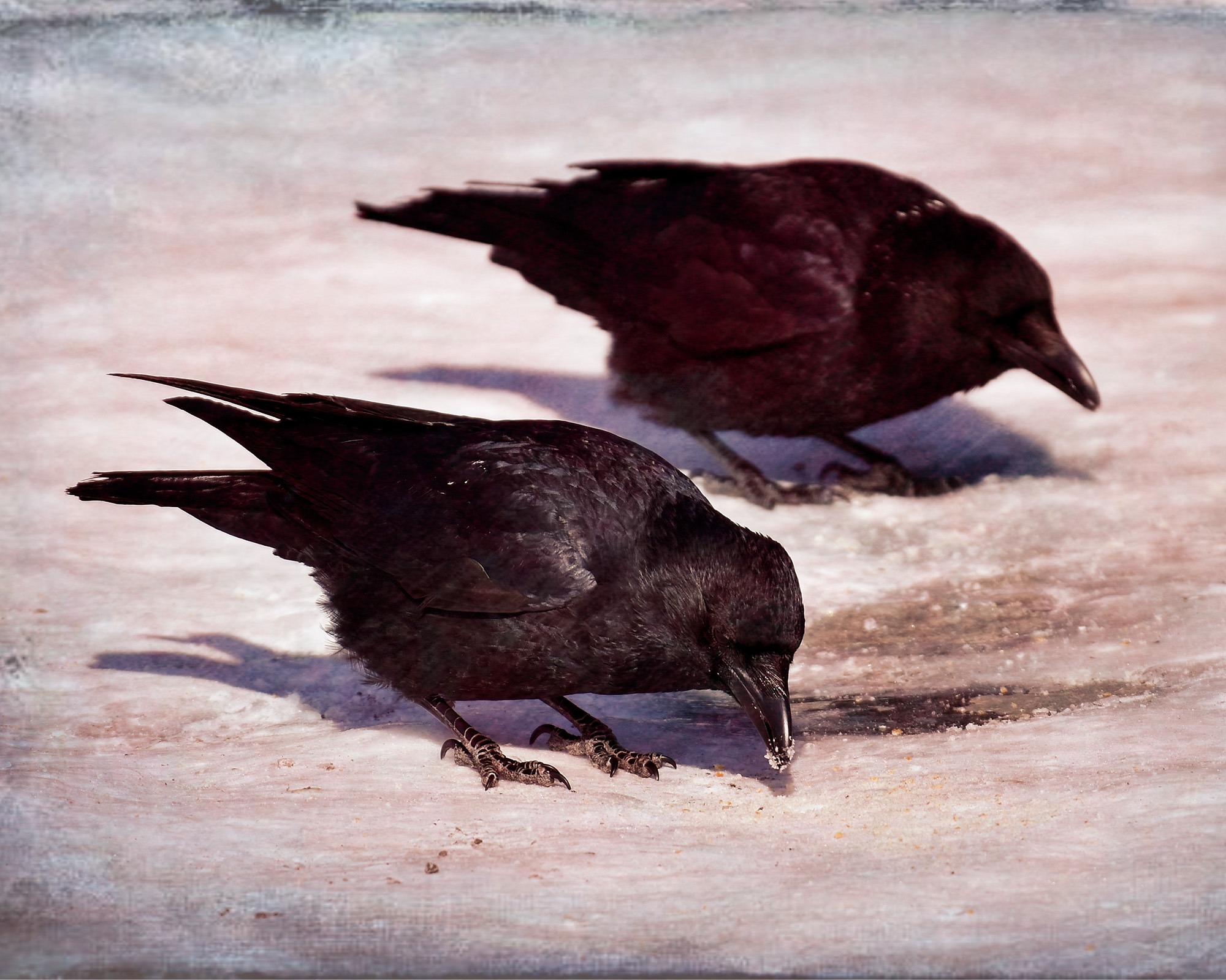 Read more about the article Hugin and Munin – The Ravens of Norse Mythology